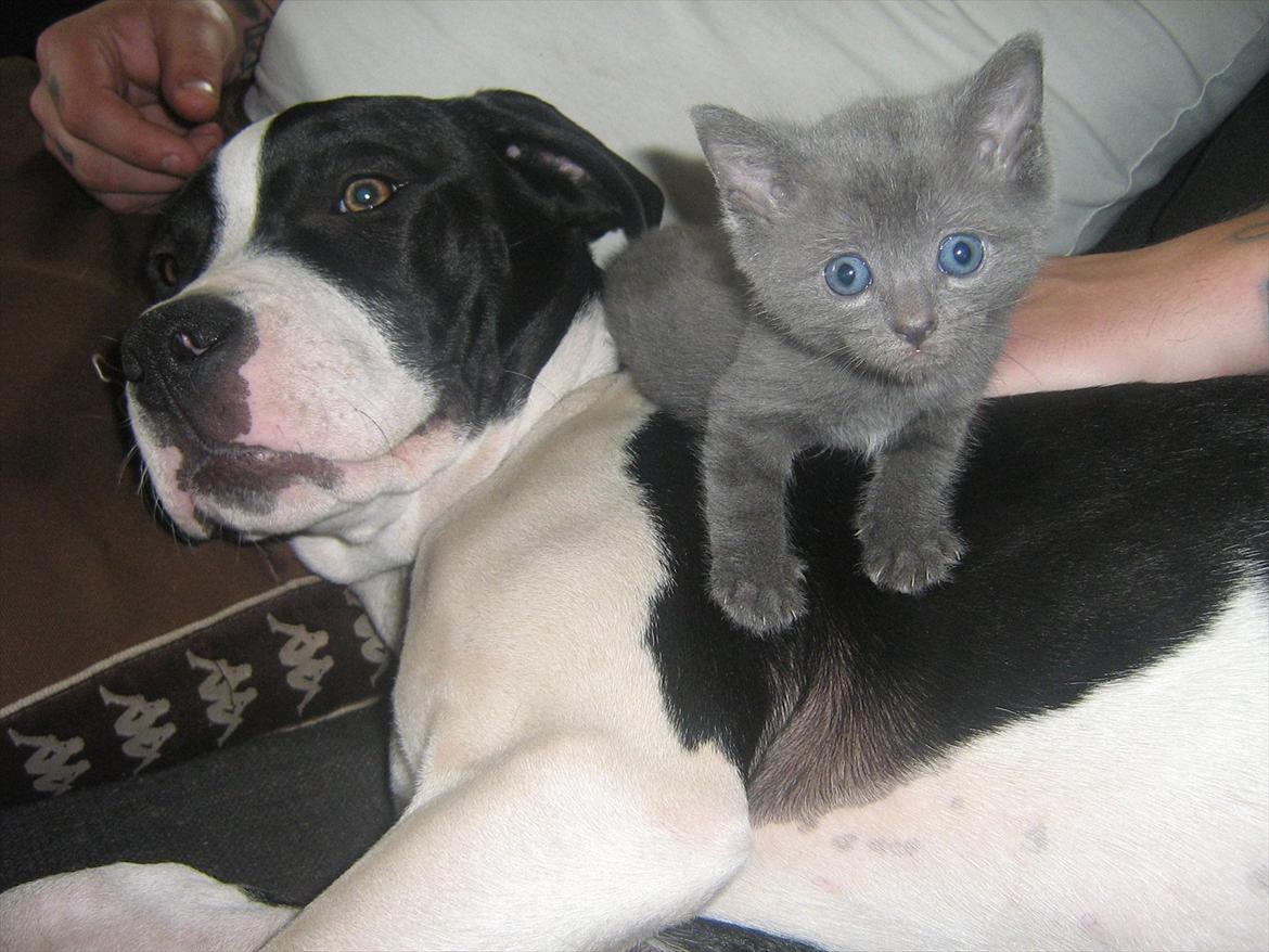 Blanding af racer Lille *psykopatus* billede 15