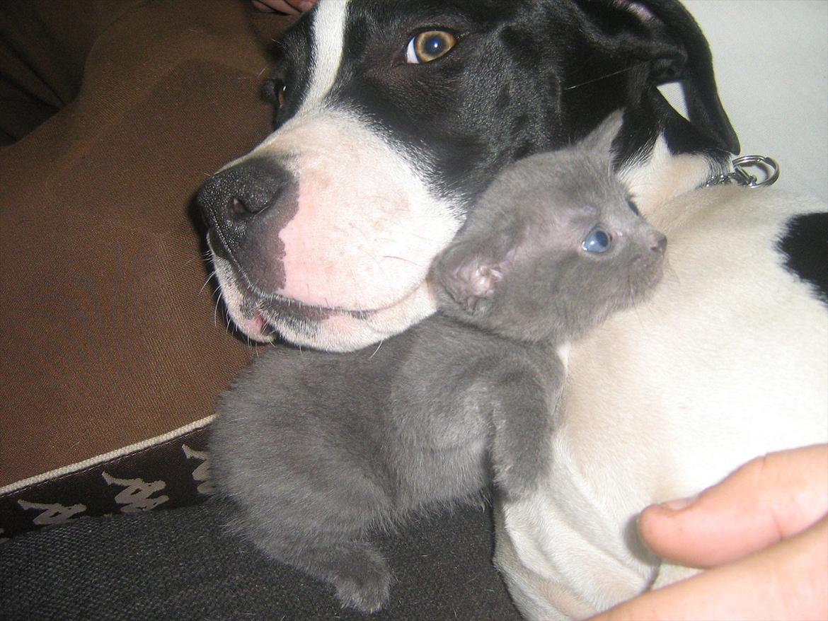 Blanding af racer Lille *psykopatus* billede 16