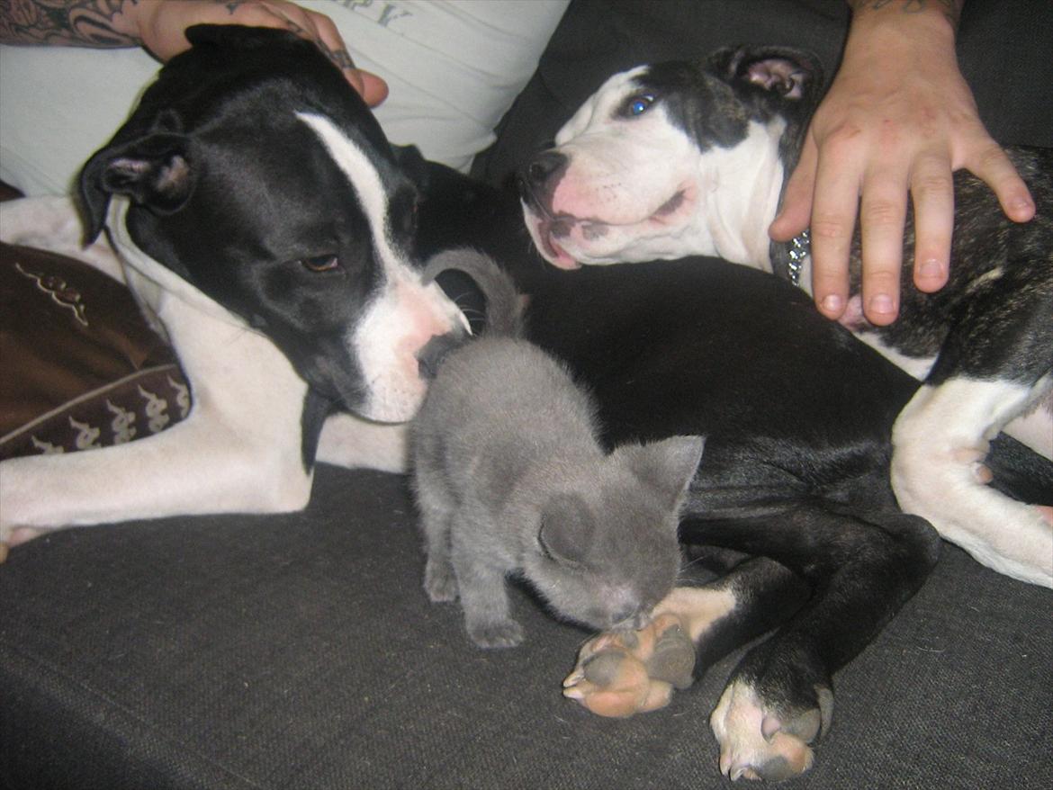 Blanding af racer Lille *psykopatus* billede 17