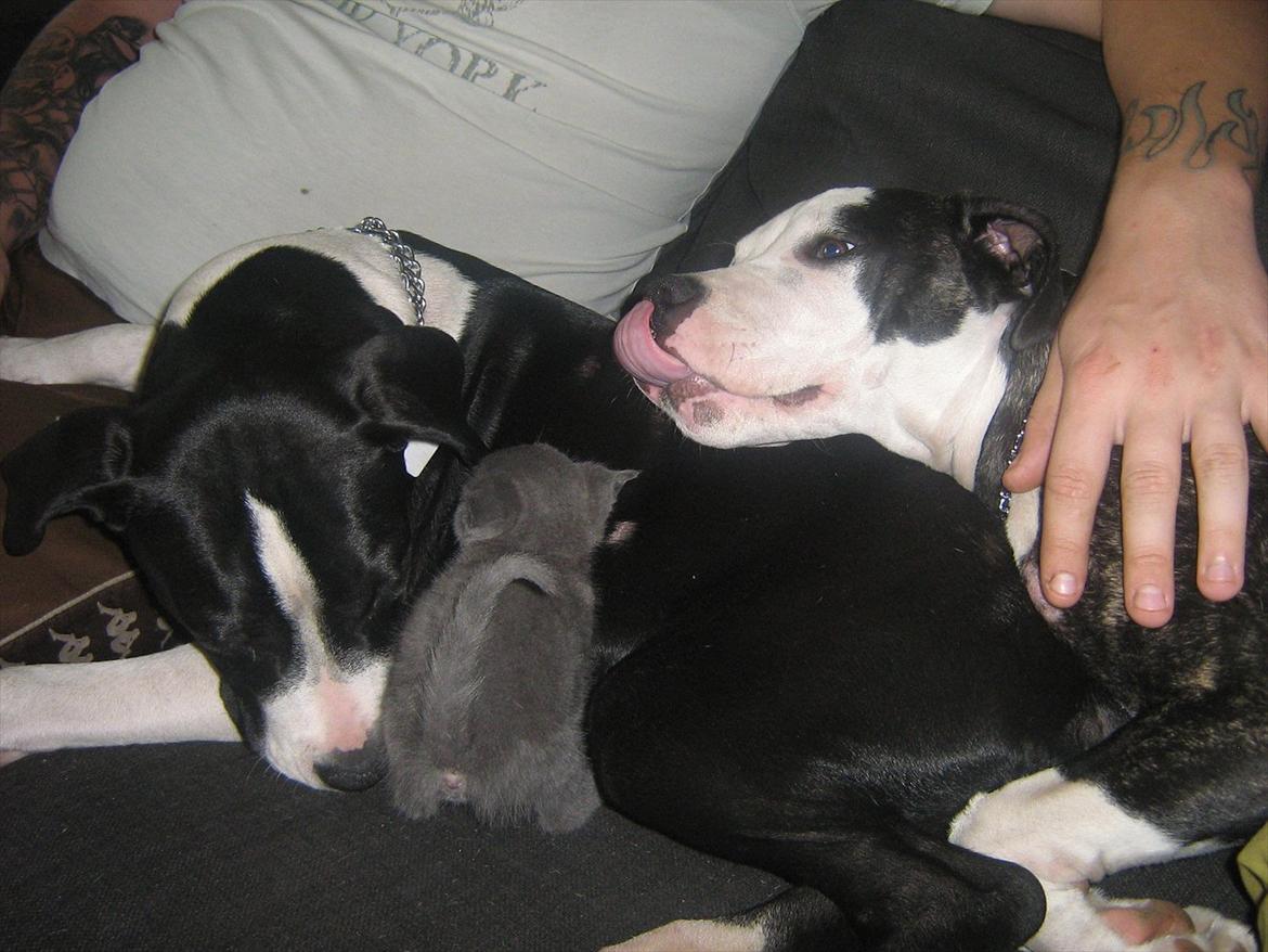 Blanding af racer Lille *psykopatus* billede 18