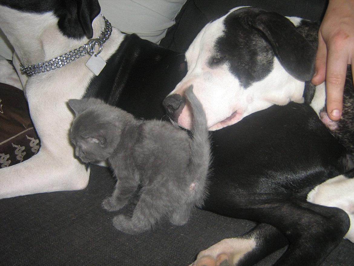 Blanding af racer Lille *psykopatus* billede 19