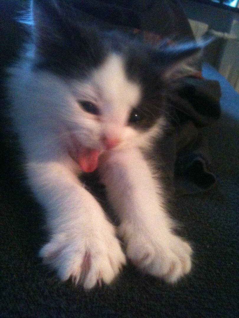 Huskat / Norsk skovkat.  Ozzy<3 - Frækkert :D
9 uger  billede 11