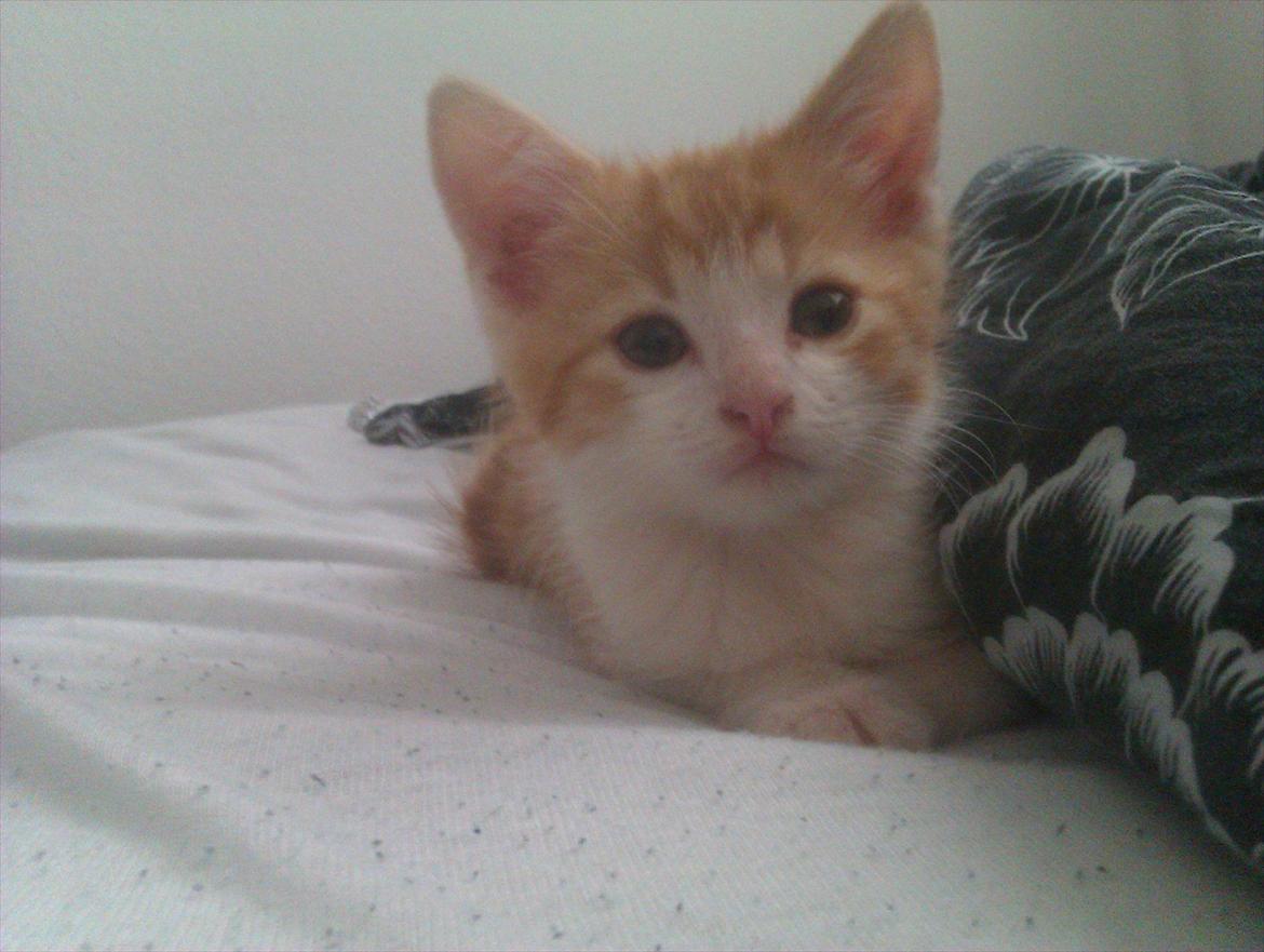 Huskat Louis - Her er jeg 8 uger :)  billede 1