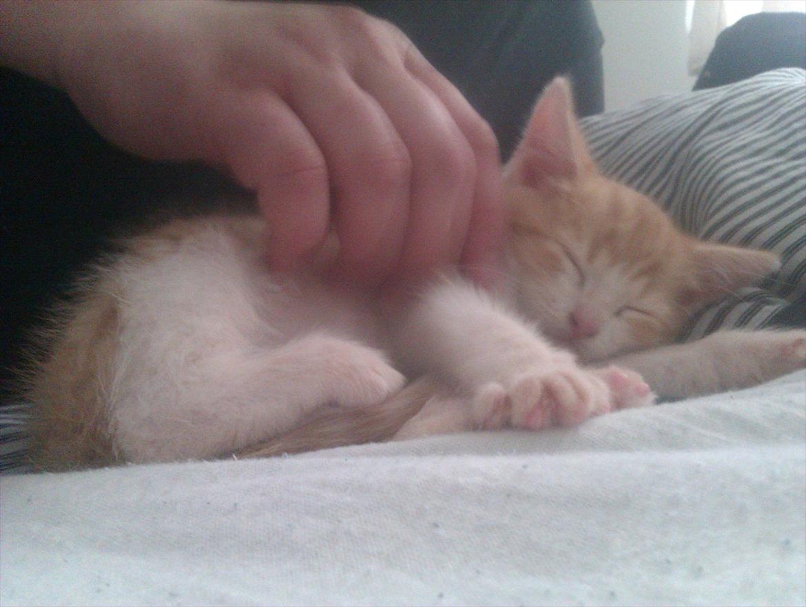 Huskat Louis billede 3