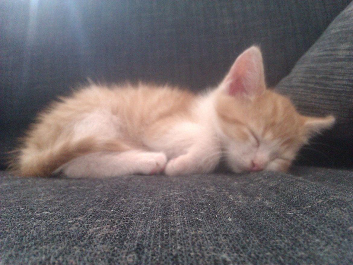 Huskat Louis - Jeg sover meget. Men der er til gengæld også knald på når jeg er vågen :) billede 4