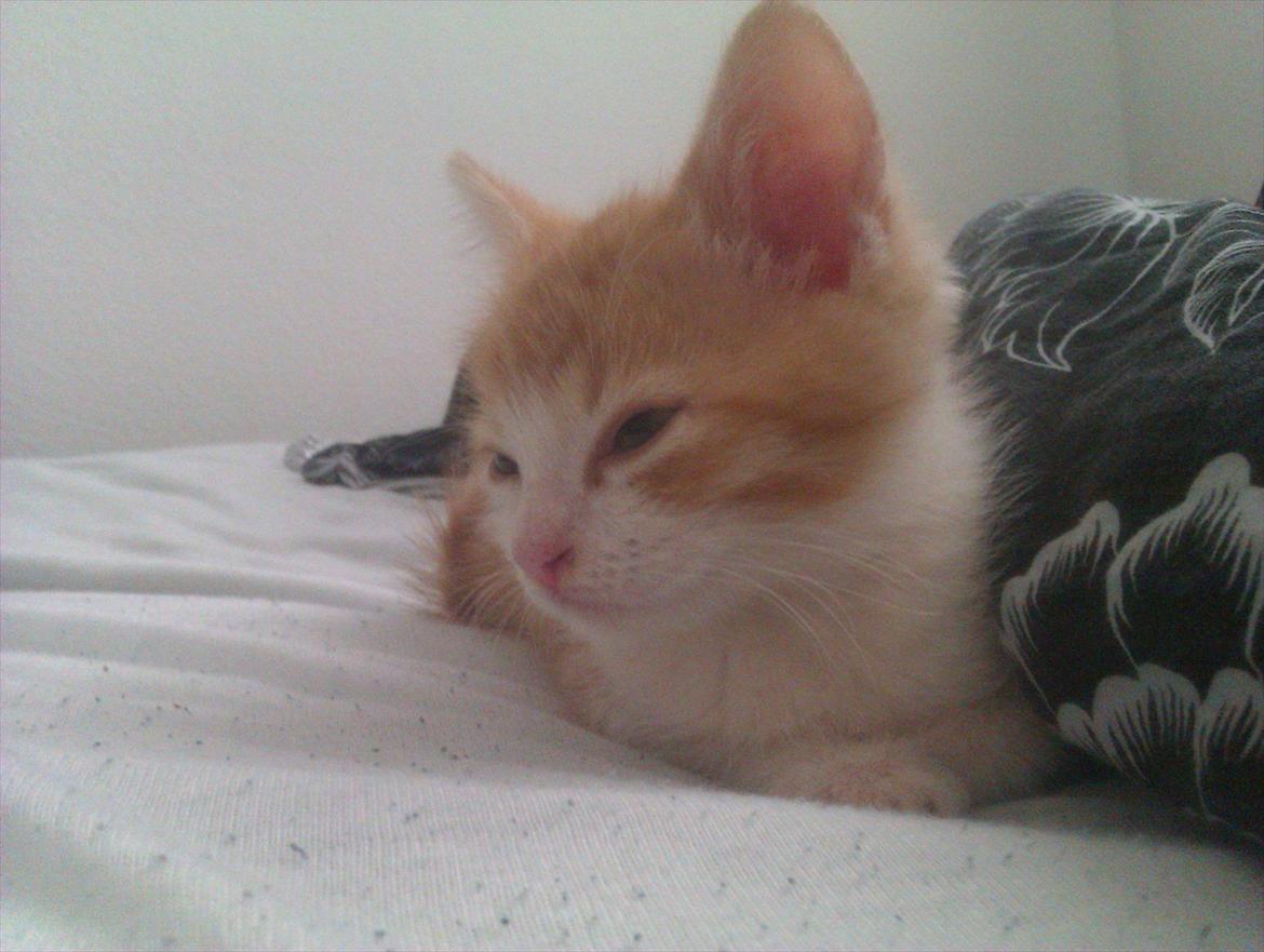 Huskat Louis billede 5