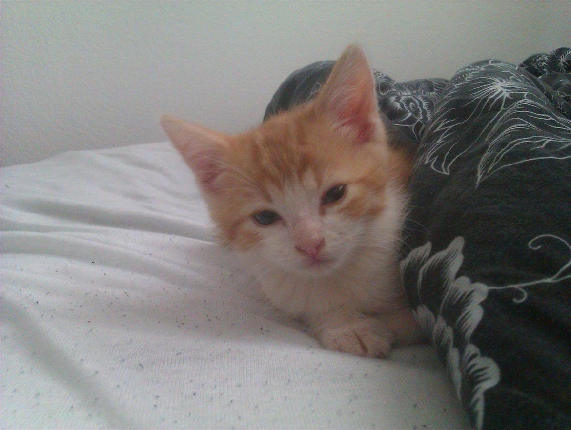 Huskat Louis billede 6