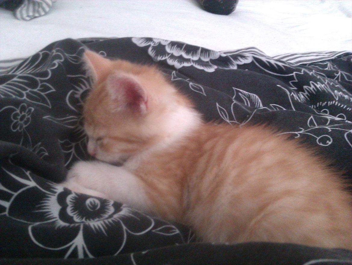 Huskat Louis billede 7