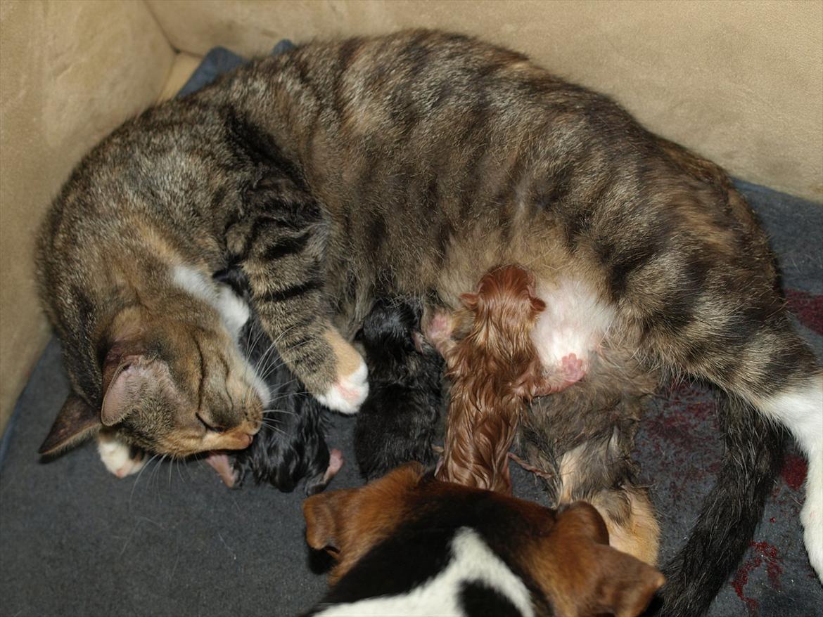 Huskat Mille og hendes killinger - Mille unger og jormor Dino billede 1