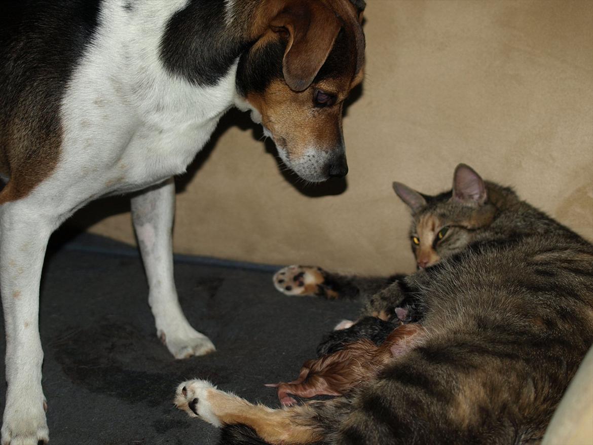 Huskat Mille og hendes killinger billede 2