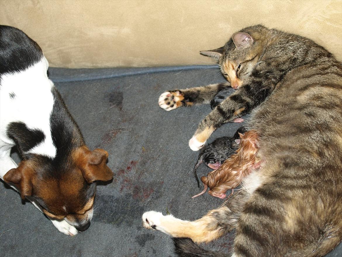 Huskat Mille og hendes killinger billede 3