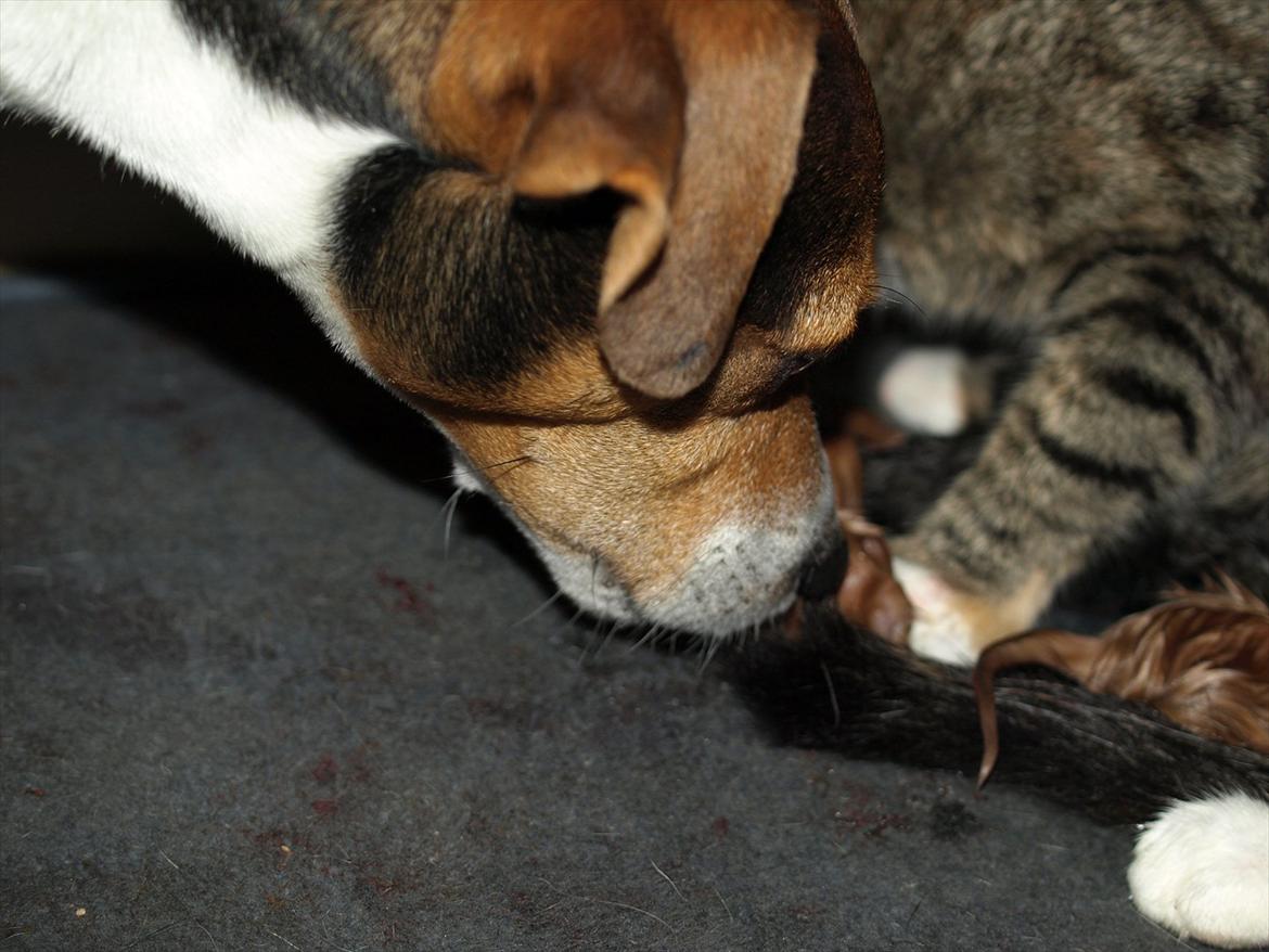 Huskat Mille og hendes killinger billede 4