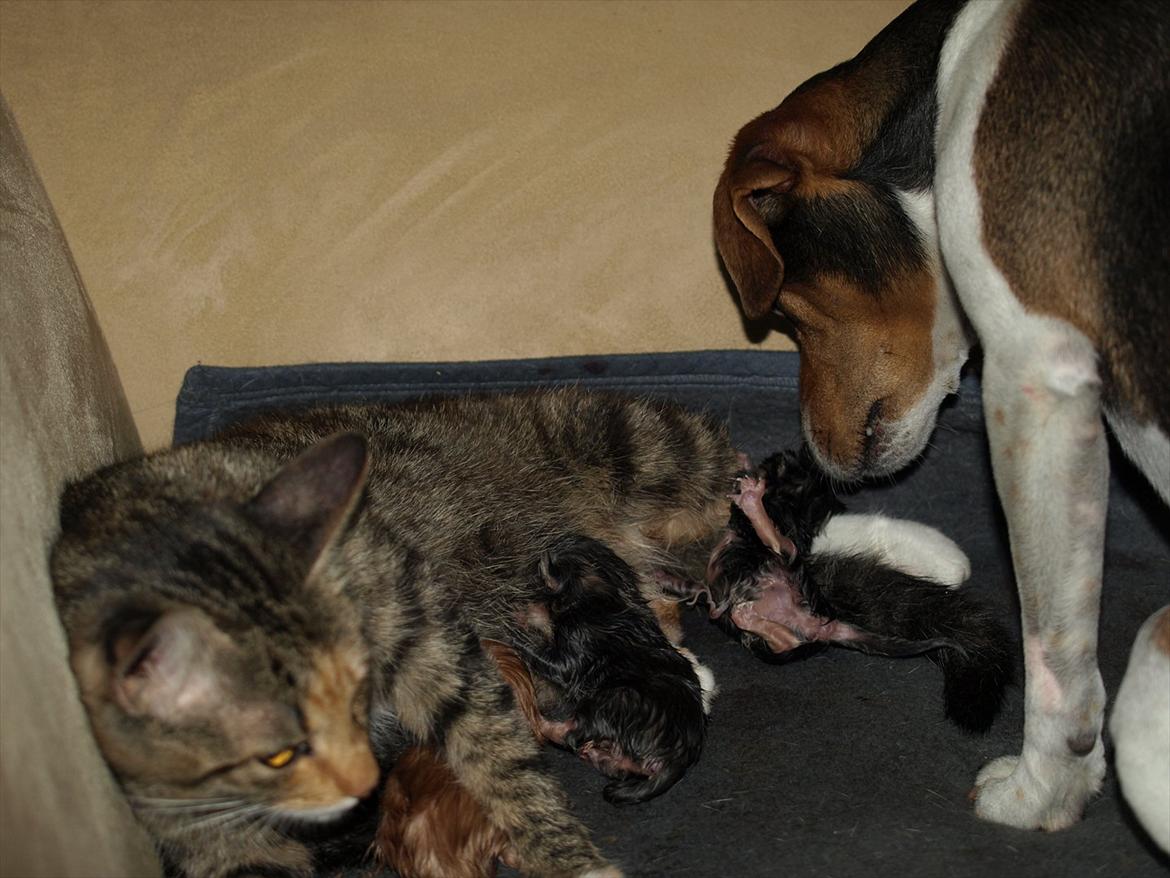 Huskat Mille og hendes killinger billede 5