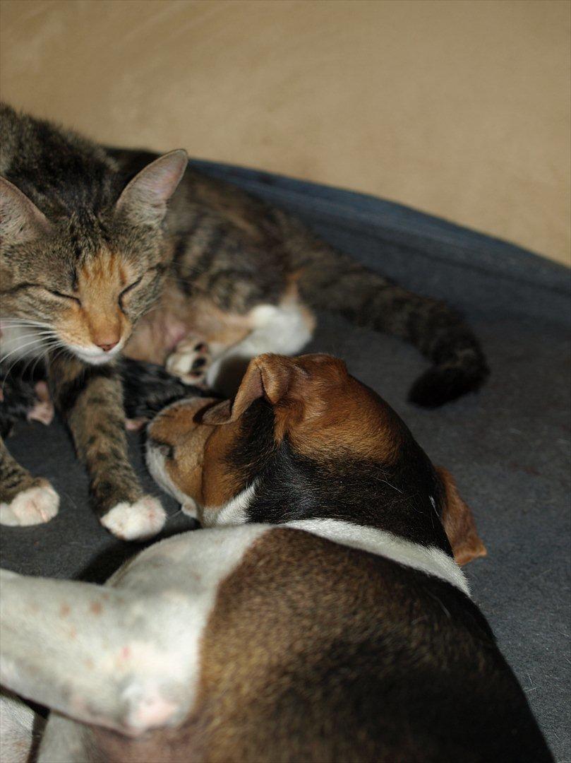 Huskat Mille og hendes killinger billede 6