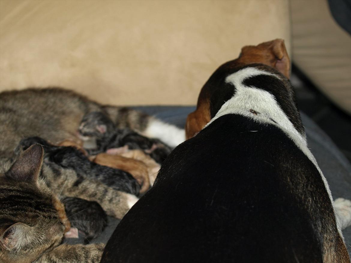 Huskat Mille og hendes killinger billede 7