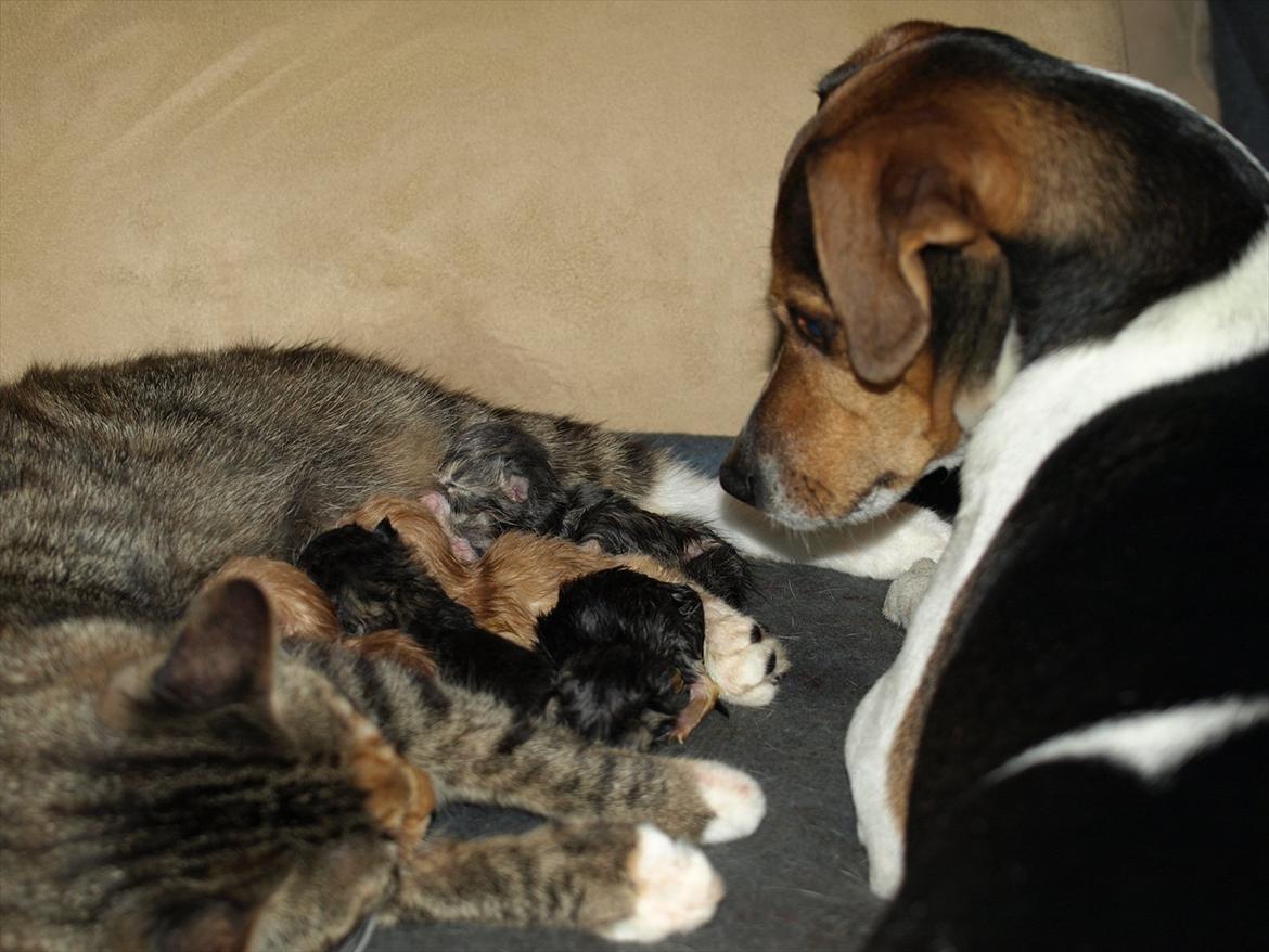 Huskat Mille og hendes killinger billede 8