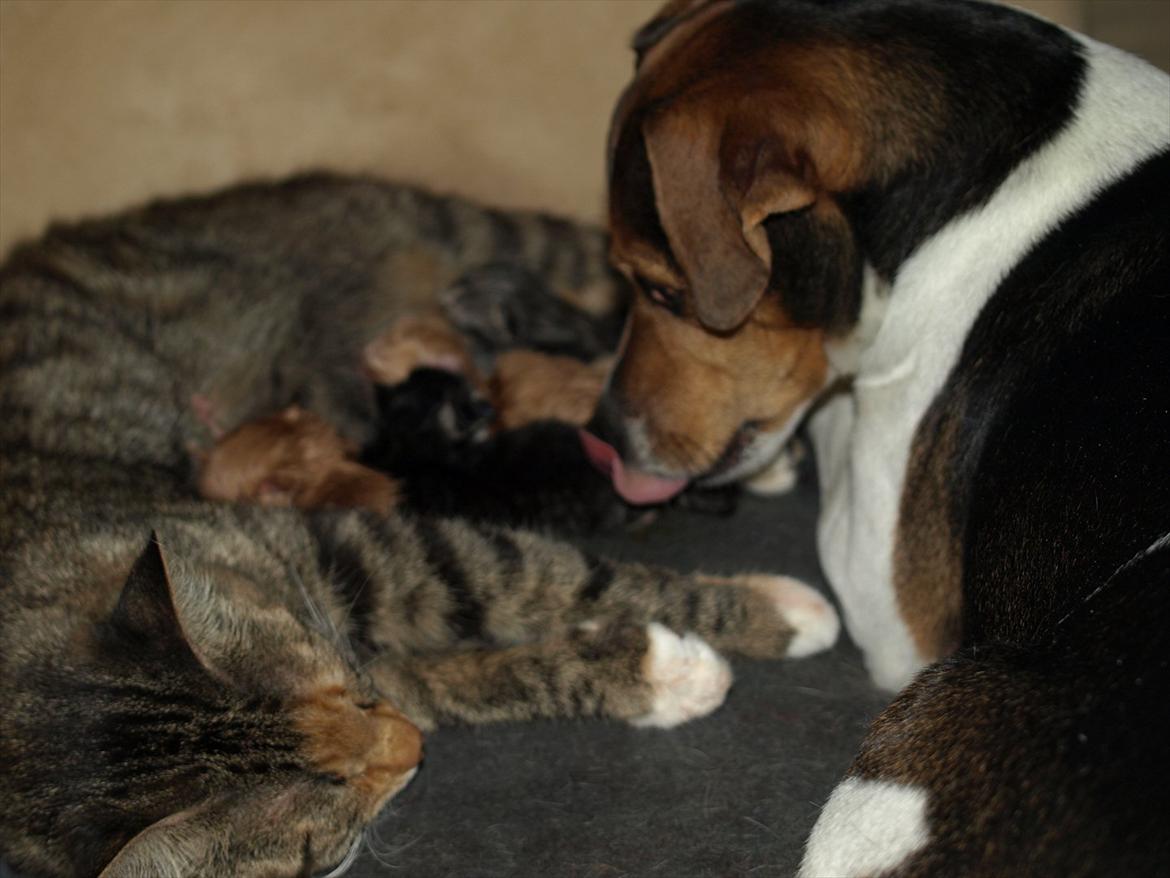 Huskat Mille og hendes killinger billede 9