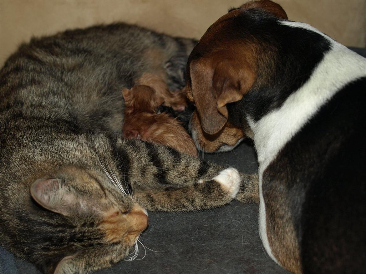 Huskat Mille og hendes killinger billede 10