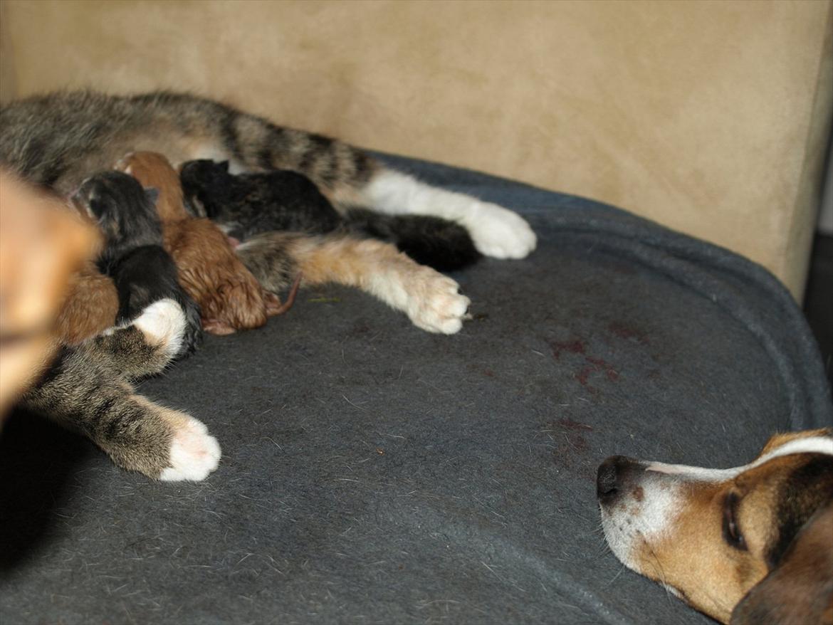 Huskat Mille og hendes killinger - så kom Nuser på barsel vesit billede 11