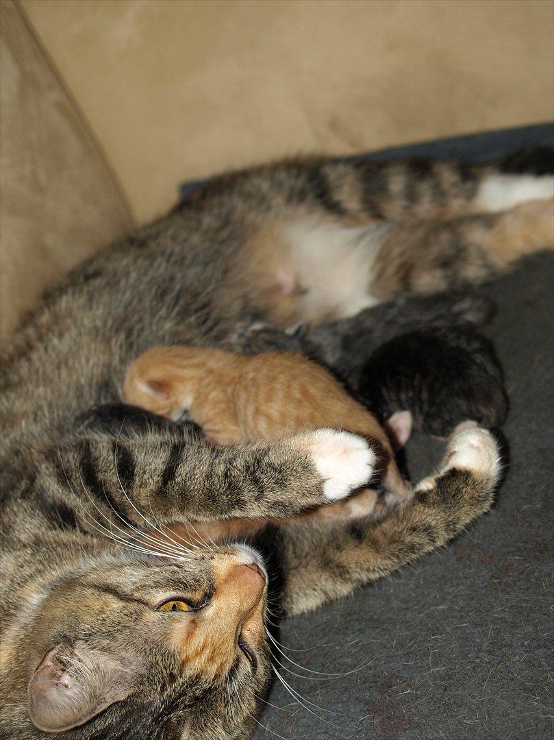 Huskat Mille og hendes killinger billede 12