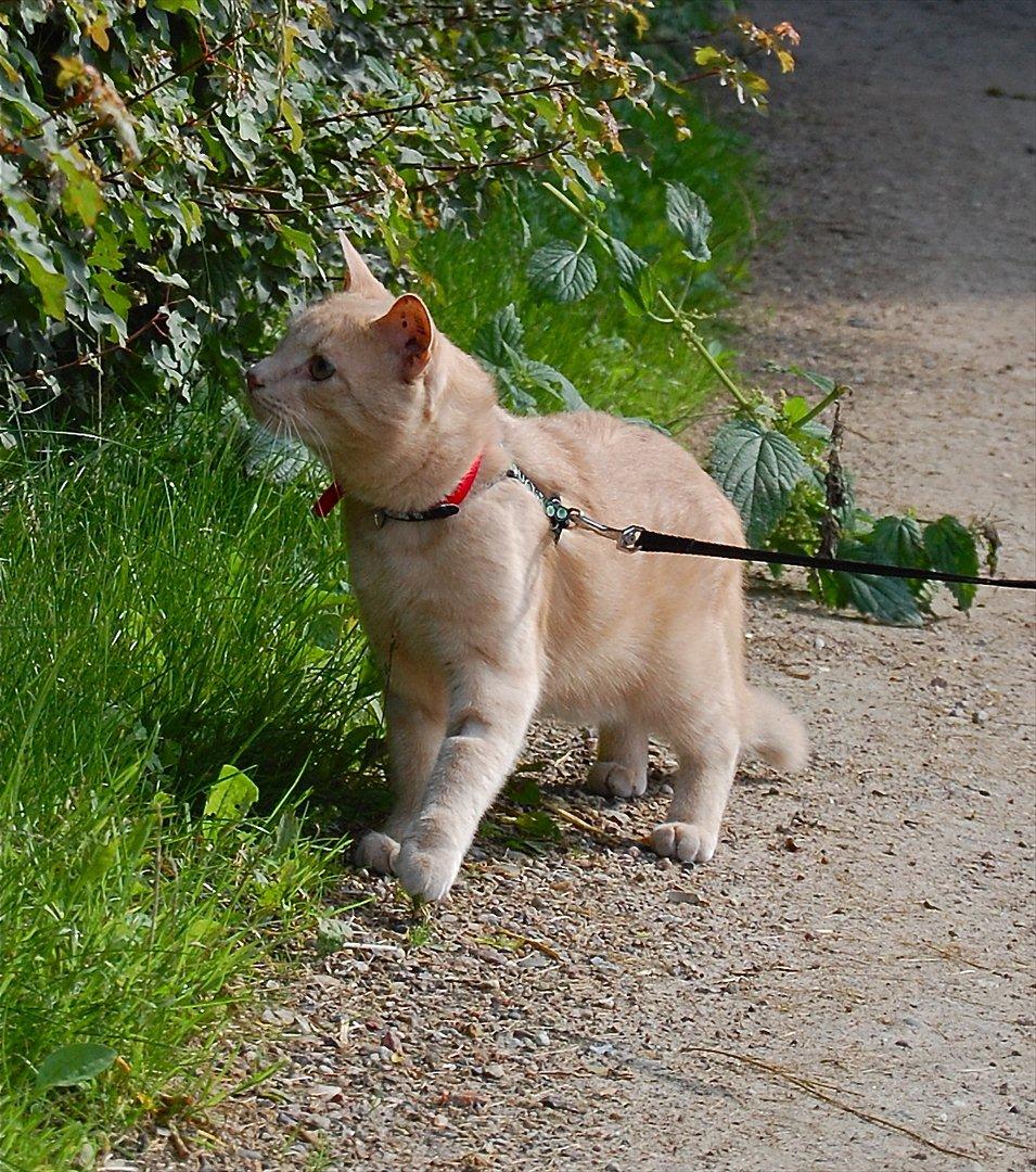 Huskat Moby billede 5