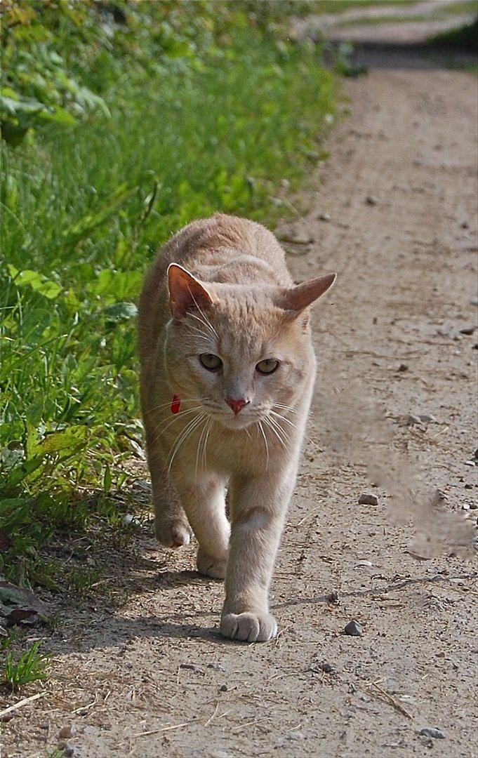 Huskat Moby billede 4