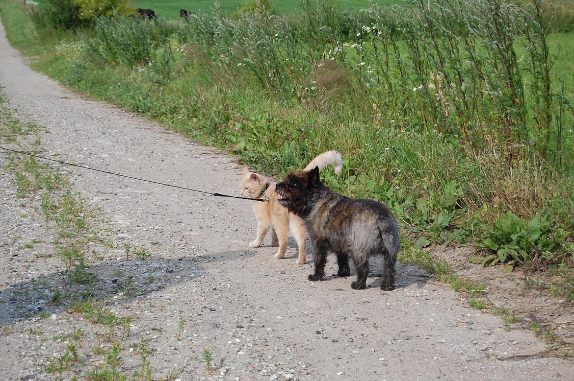 Huskat Moby billede 12