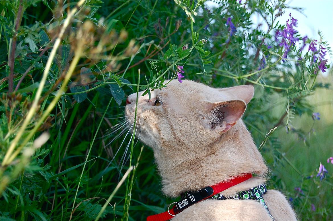 Huskat Moby billede 2