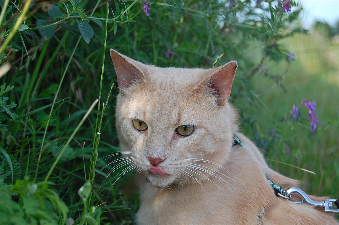 Huskat Moby billede 1