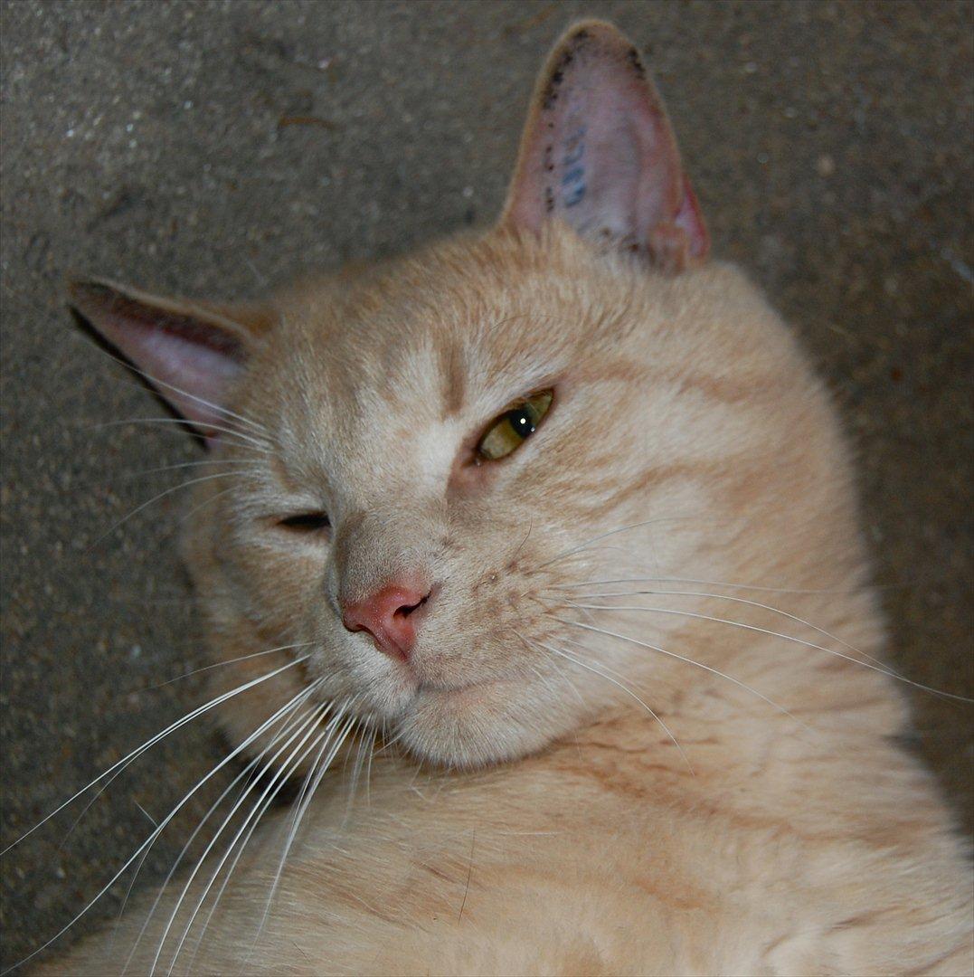 Huskat Moby billede 3