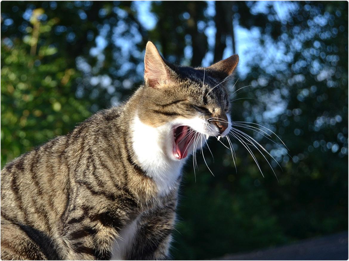 Huskat ARTHUR (kongen) billede 1