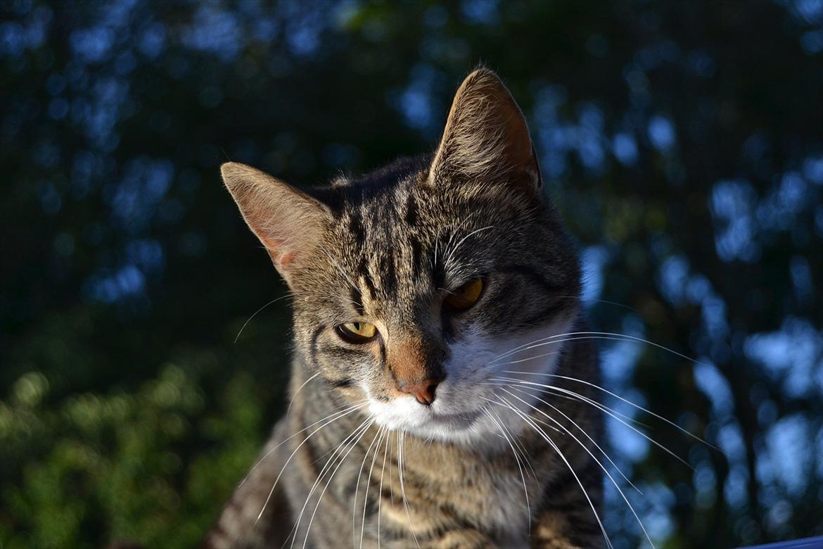 Huskat ARTHUR (kongen) billede 2
