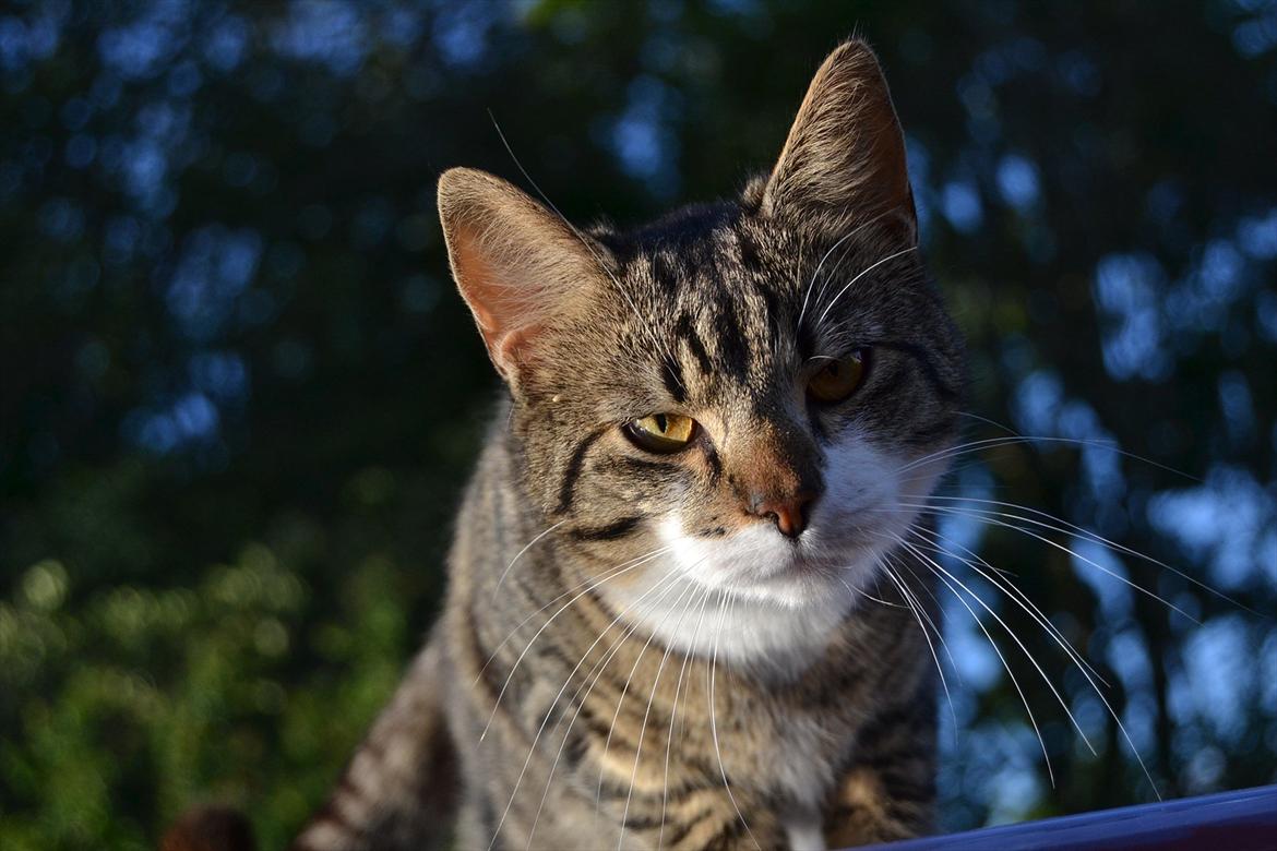 Huskat ARTHUR (kongen) billede 3