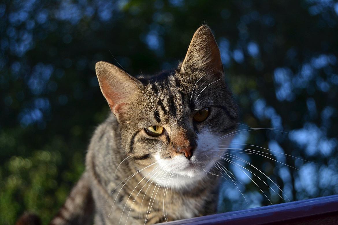 Huskat ARTHUR (kongen) billede 4