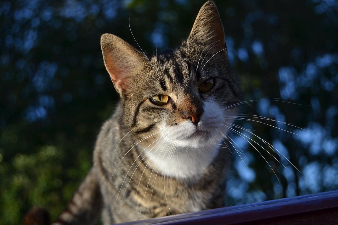 Huskat ARTHUR (kongen) billede 5