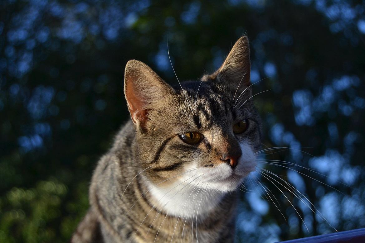 Huskat ARTHUR (kongen) billede 6