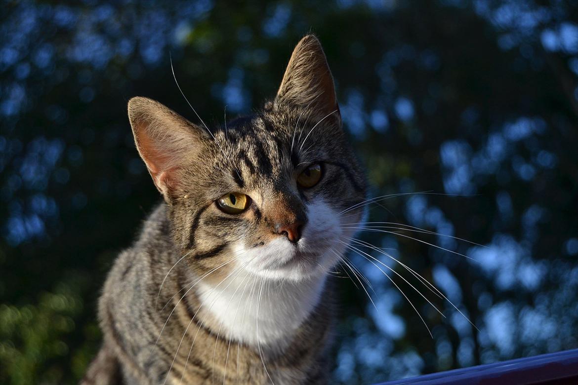 Huskat ARTHUR (kongen) billede 7