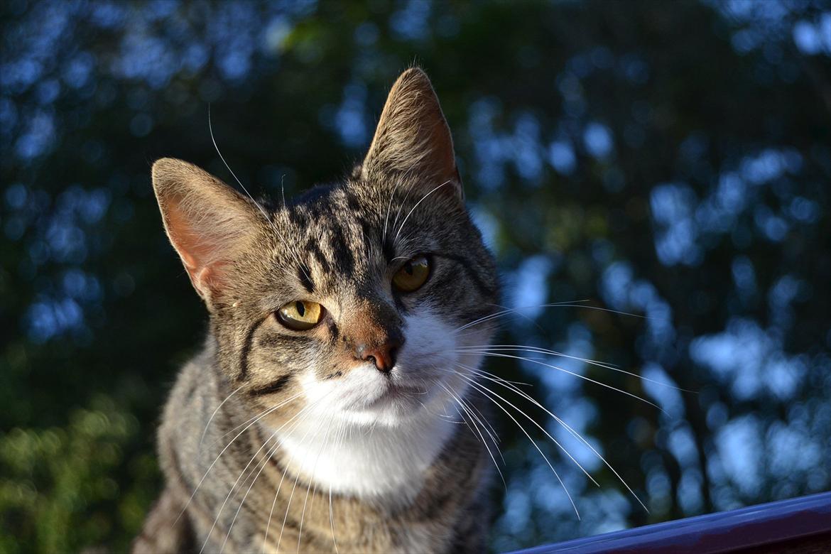 Huskat ARTHUR (kongen) billede 8