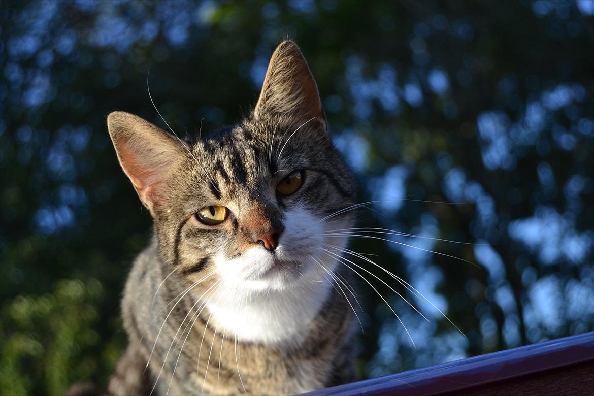 Huskat ARTHUR (kongen) billede 9