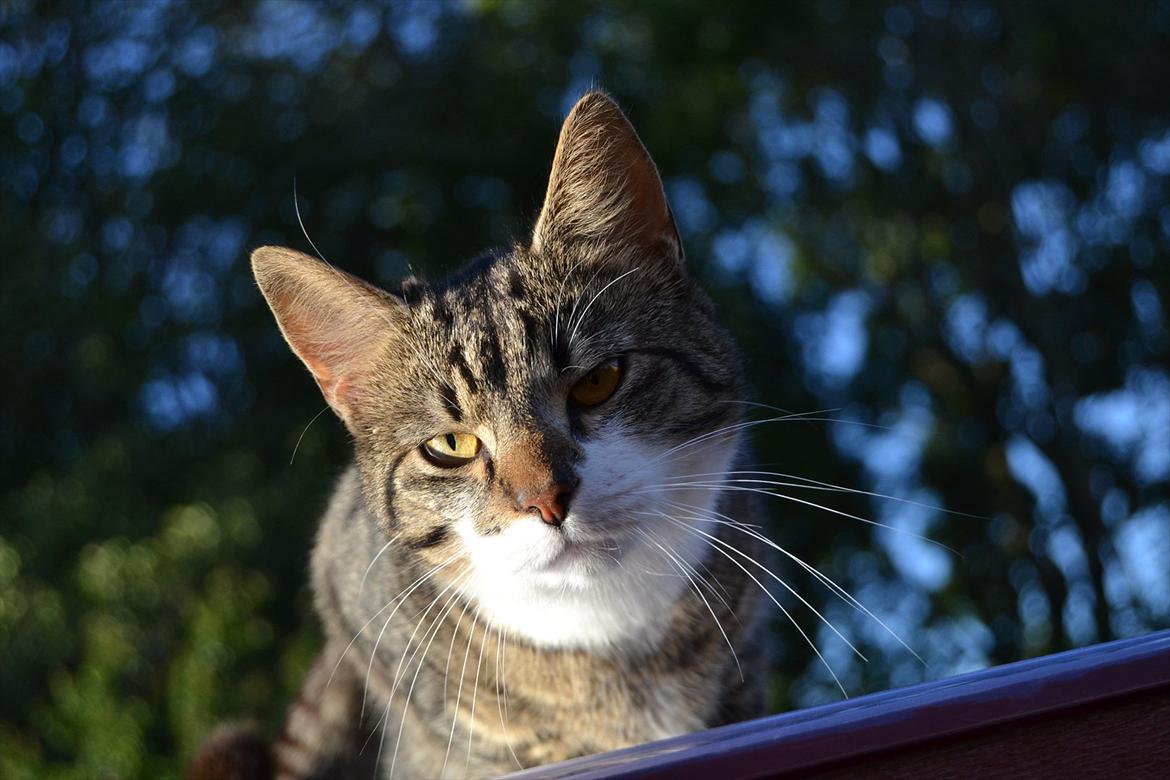 Huskat ARTHUR (kongen) billede 10