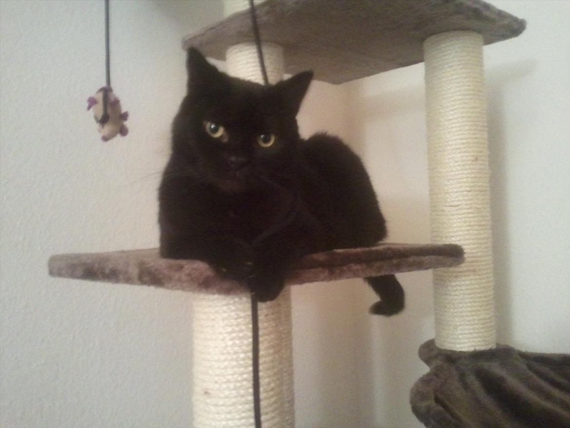 Huskat Mis - Mis nyder sit nye kradsetræ. billede 3