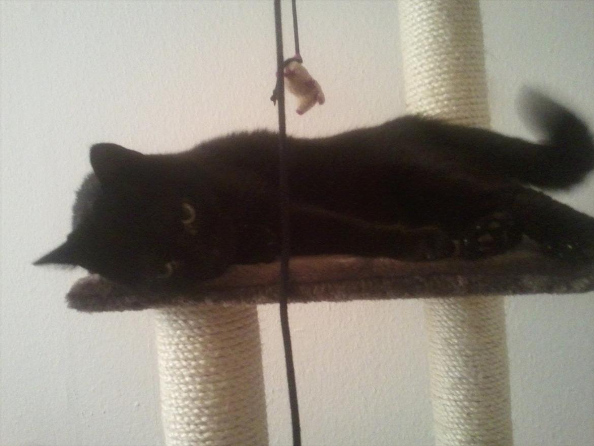 Huskat Mis billede 4