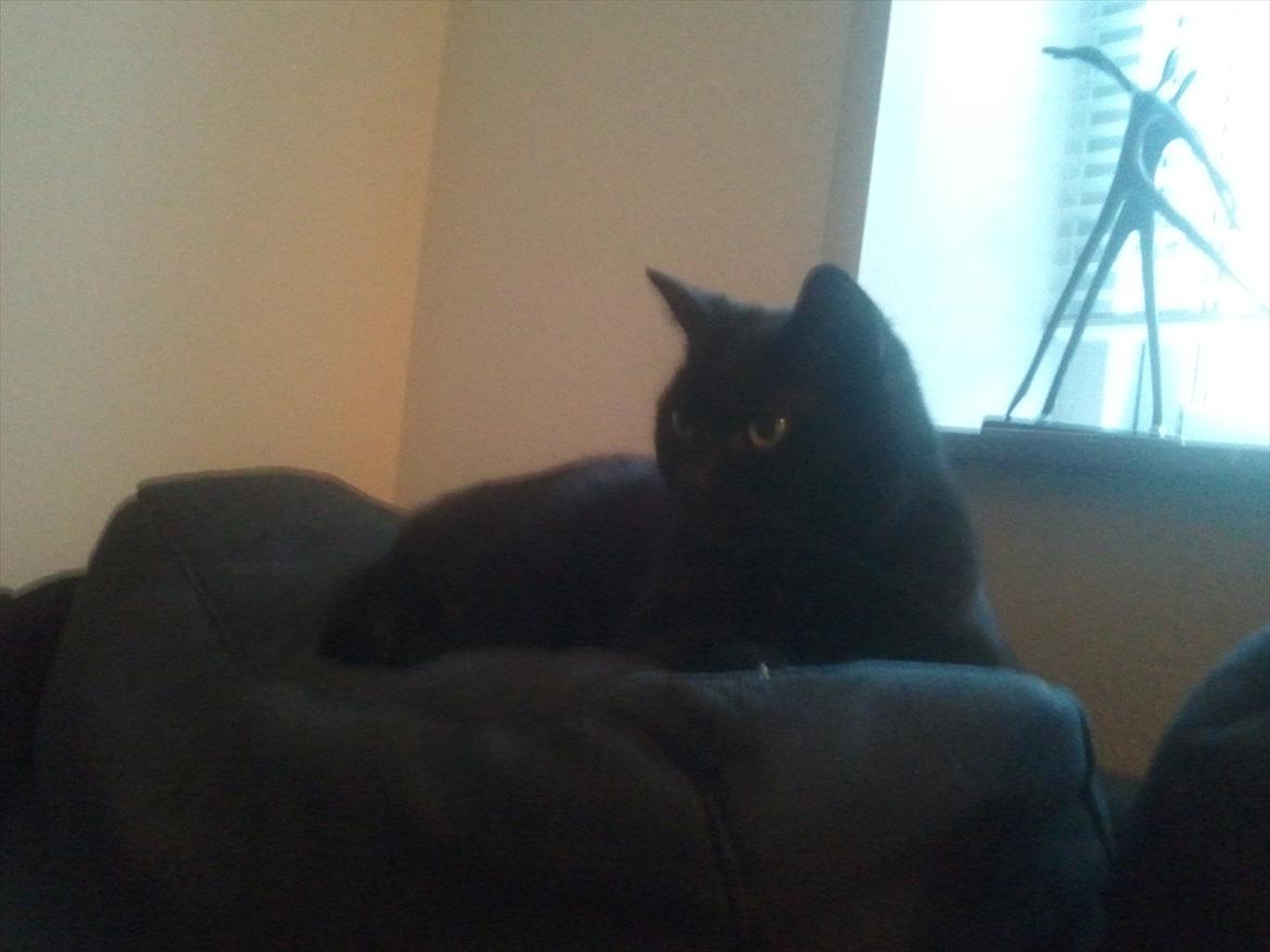 Huskat Mis - ynglings pladsen på sofaen billede 5