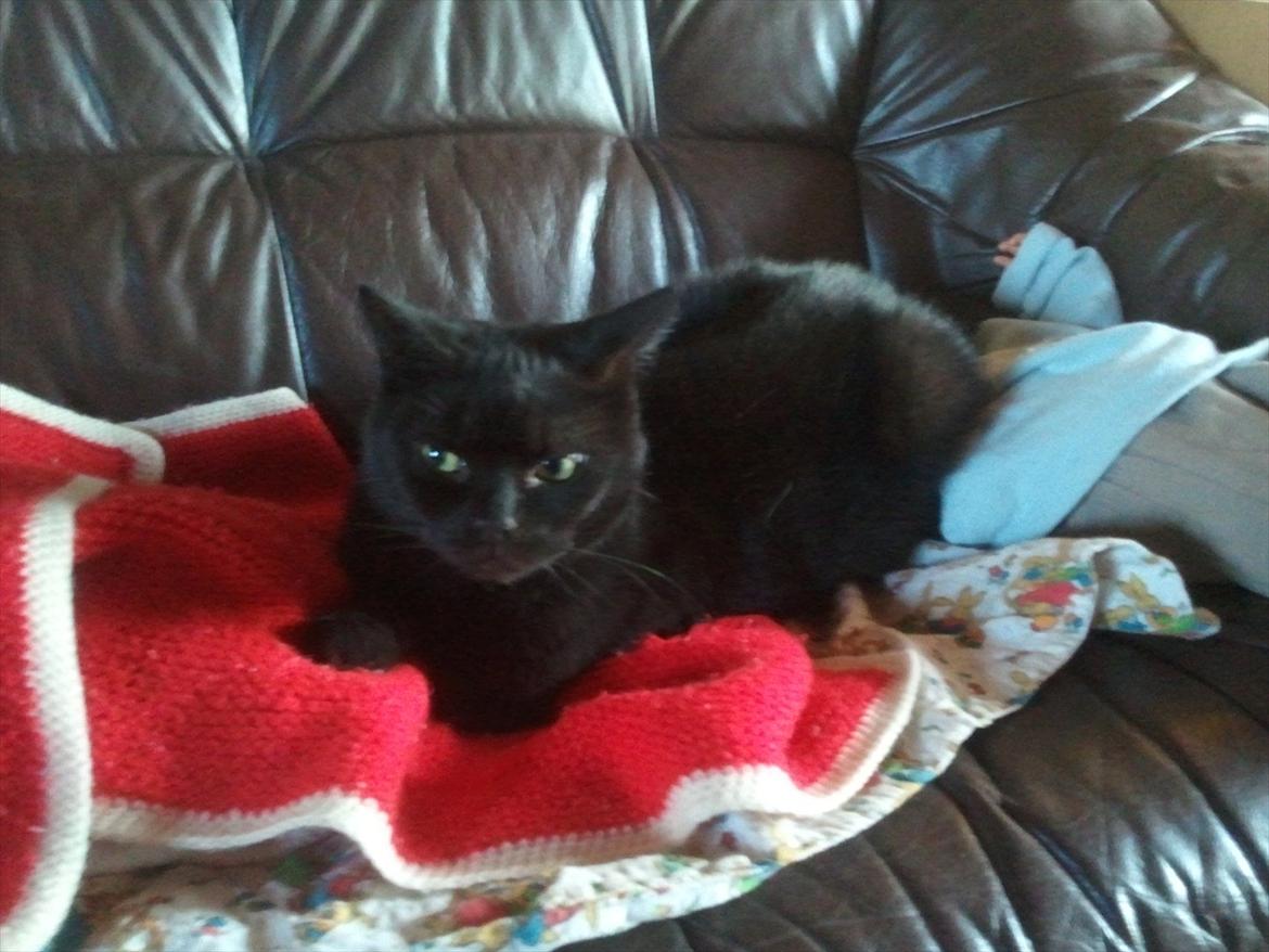 Huskat Mis billede 6