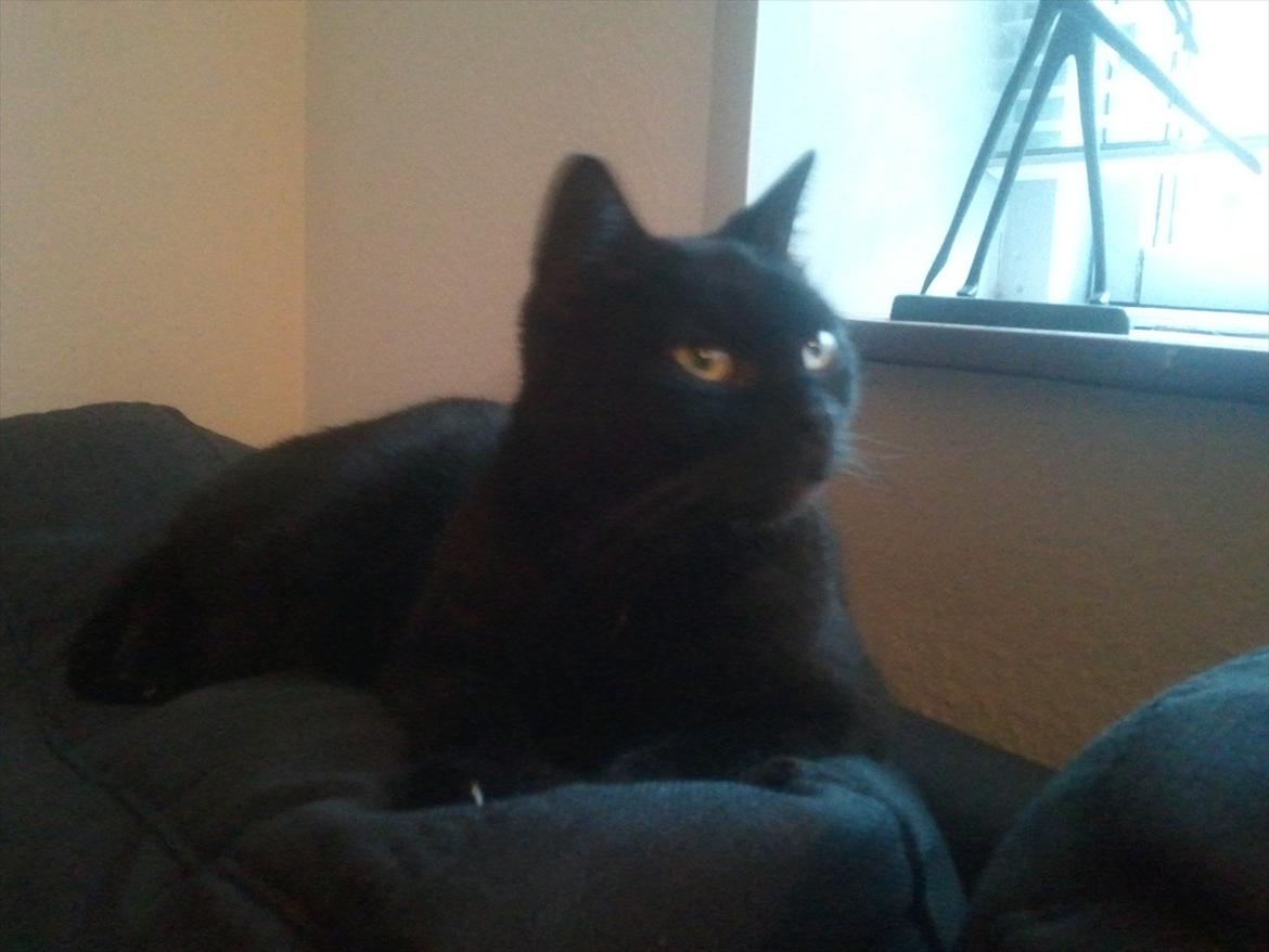 Huskat Mis billede 7