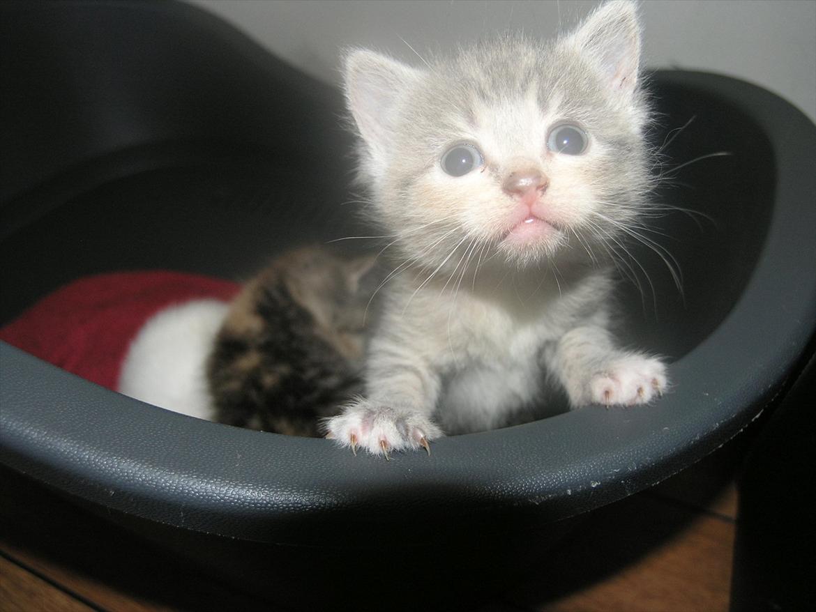 Huskat Pixie - 4 uger billede 15