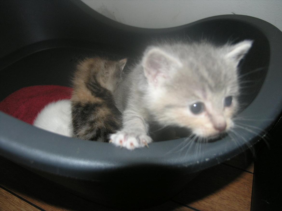 Huskat Pixie - 4 uger billede 16