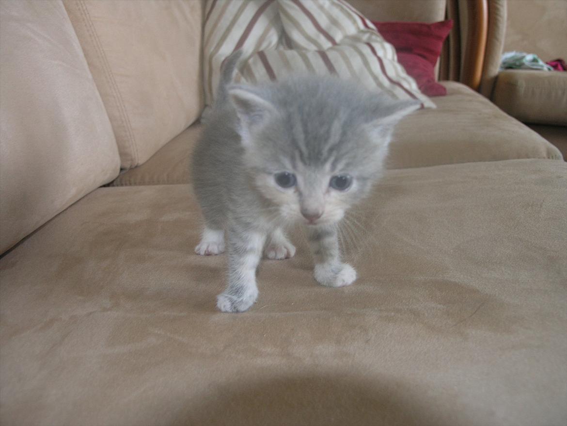 Huskat Pixie - 4 uger billede 17