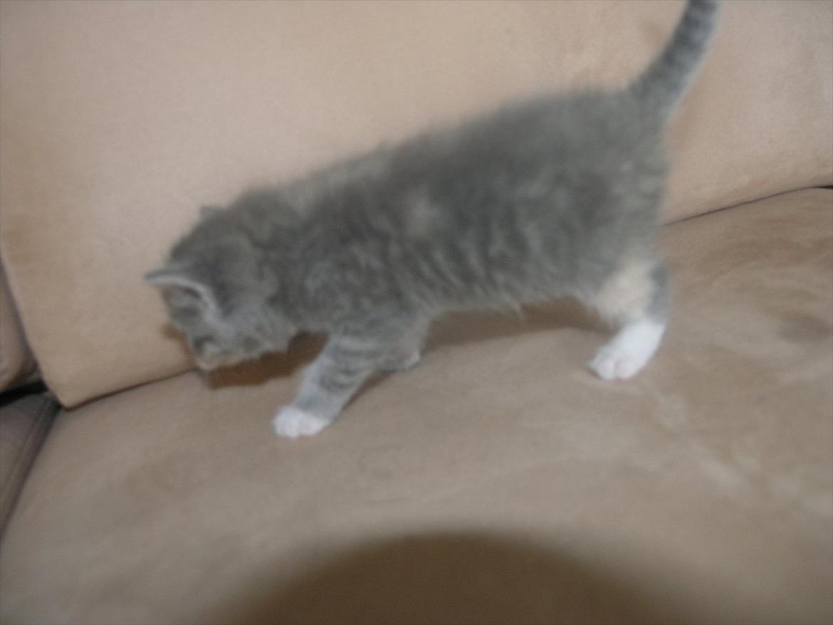 Huskat Pixie - 4 uger billede 18