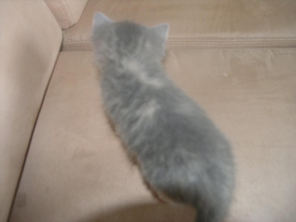 Huskat Pixie - 4 uger billede 19